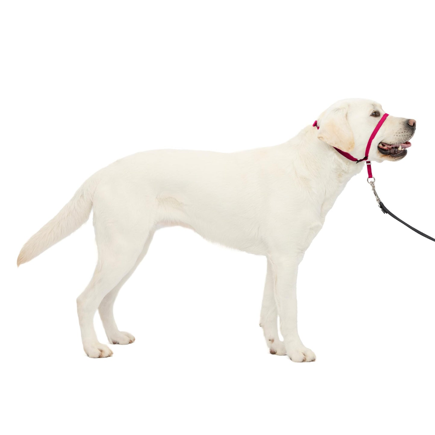 PetSafe Gentle Leader No Pull Dog Headcollar, Black, Large