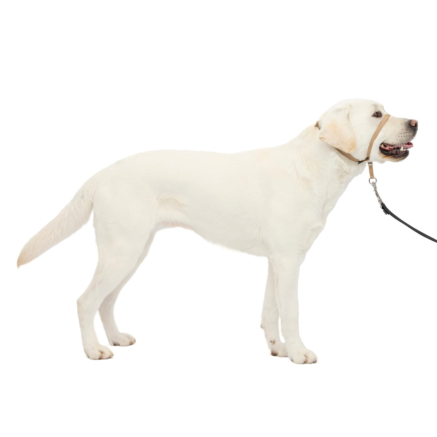 PetSafe Gentle Leader No Pull Dog Headcollar, Black, Large