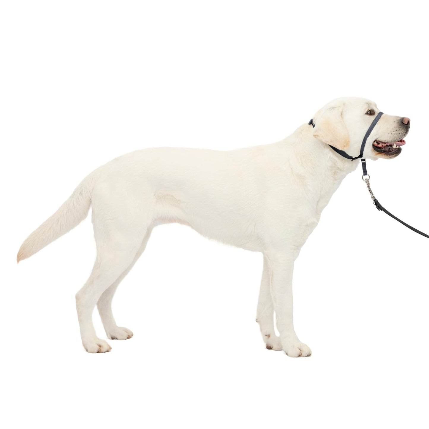 PetSafe Gentle Leader No Pull Dog Headcollar, Black, Large