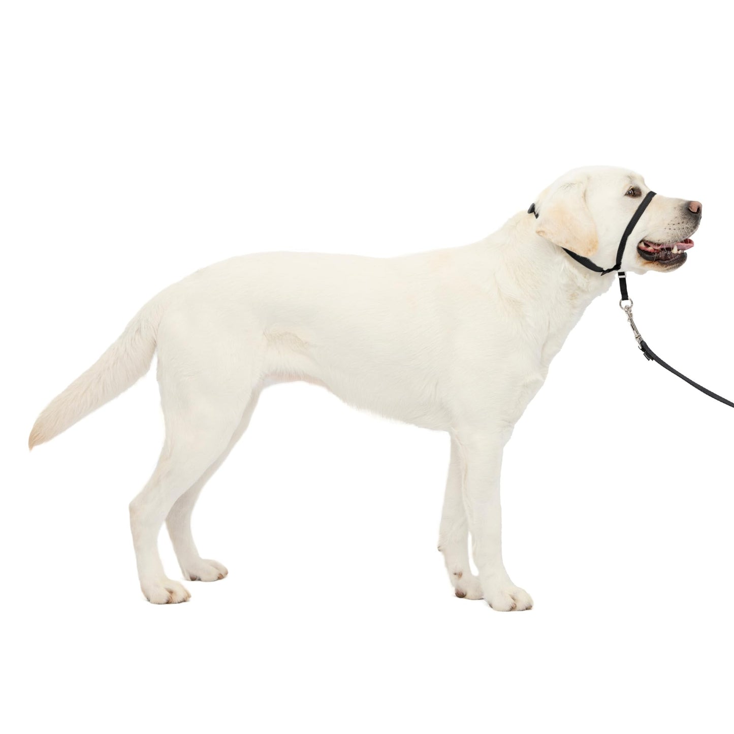 PetSafe Gentle Leader No Pull Dog Headcollar, Black, Large