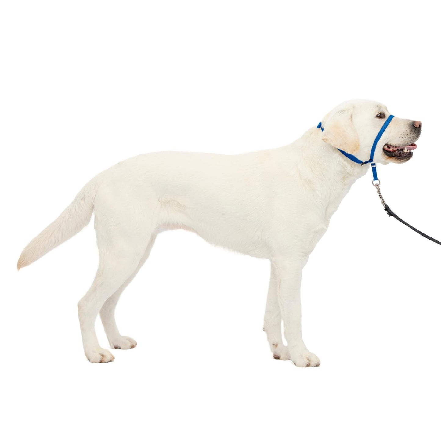 PetSafe Gentle Leader No Pull Dog Headcollar, Black, Large
