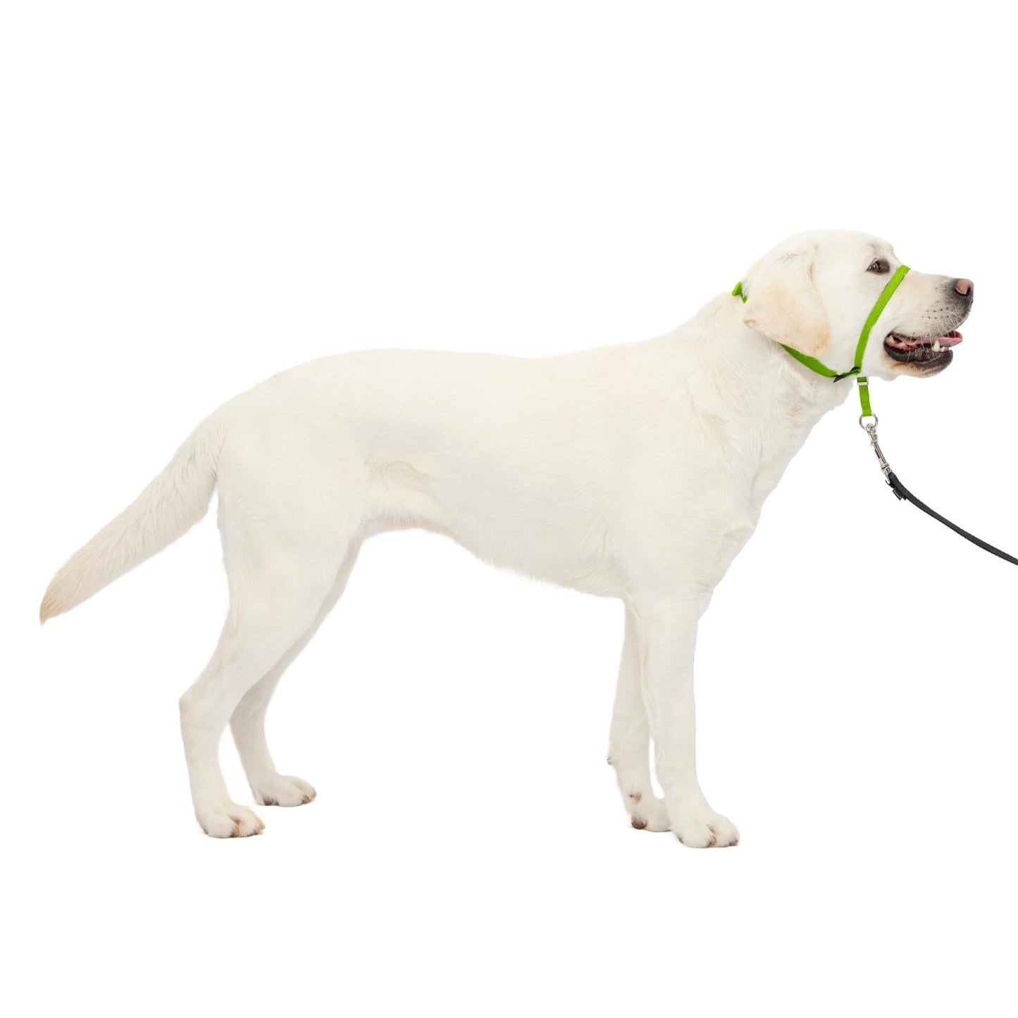 PetSafe Gentle Leader No Pull Dog Headcollar, Black, Large