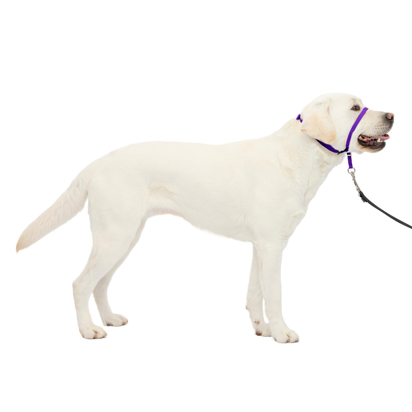 PetSafe Gentle Leader No Pull Dog Headcollar, Black, Large