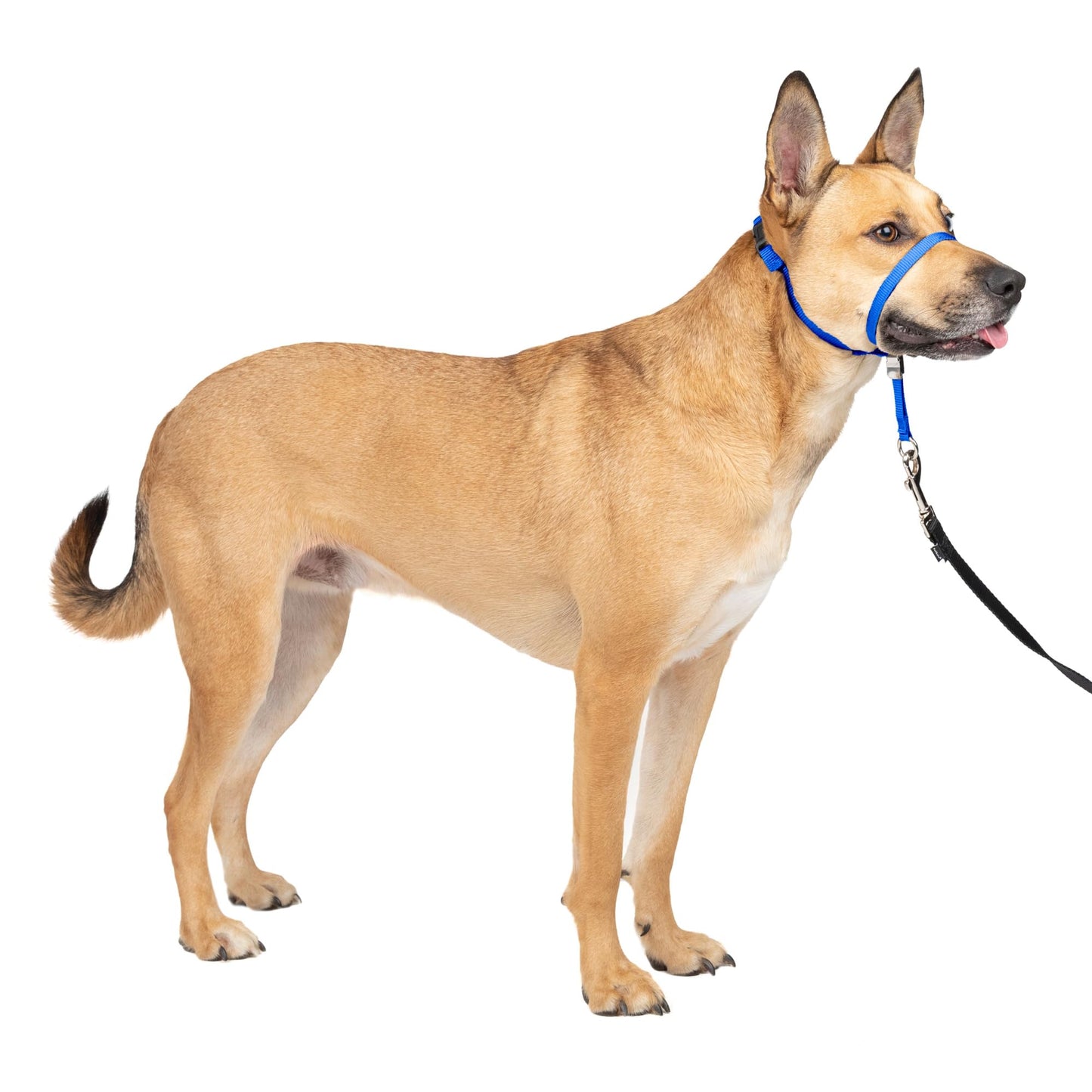 PetSafe Gentle Leader No Pull Dog Headcollar, Black, Large