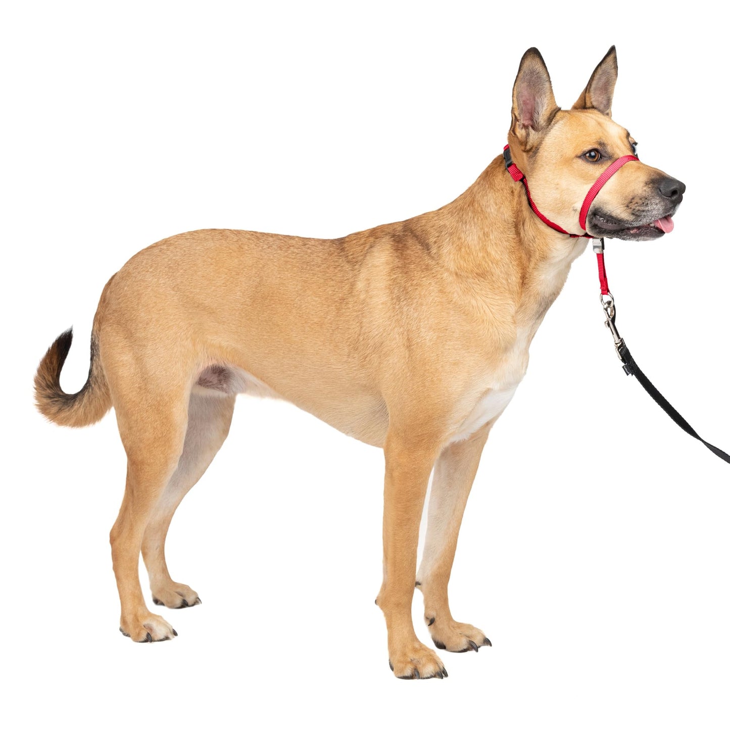 PetSafe Gentle Leader No Pull Dog Headcollar, Black, Large