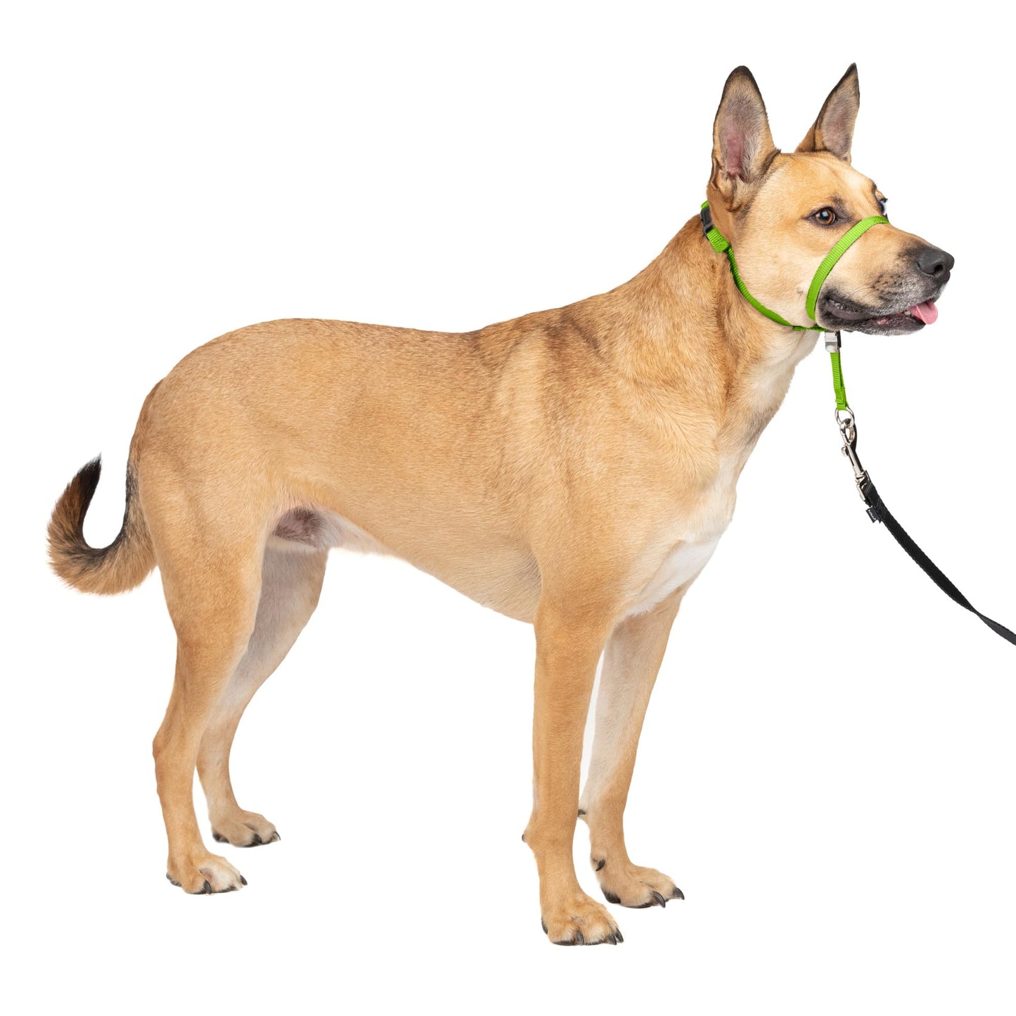 PetSafe Gentle Leader No Pull Dog Headcollar, Black, Large
