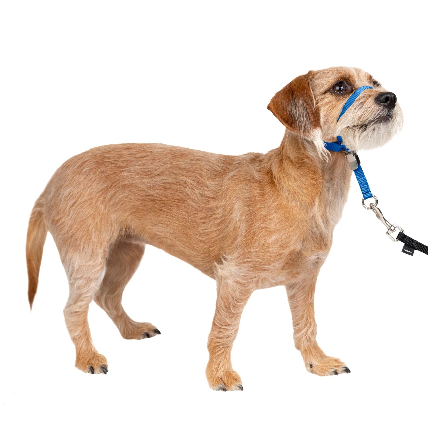PetSafe Gentle Leader No Pull Dog Headcollar, Black, Large