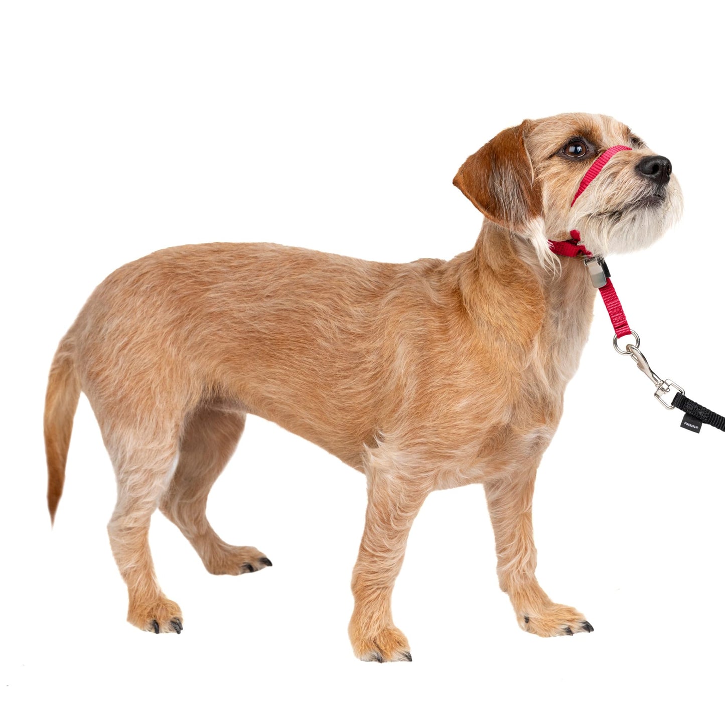 PetSafe Gentle Leader No Pull Dog Headcollar, Black, Large