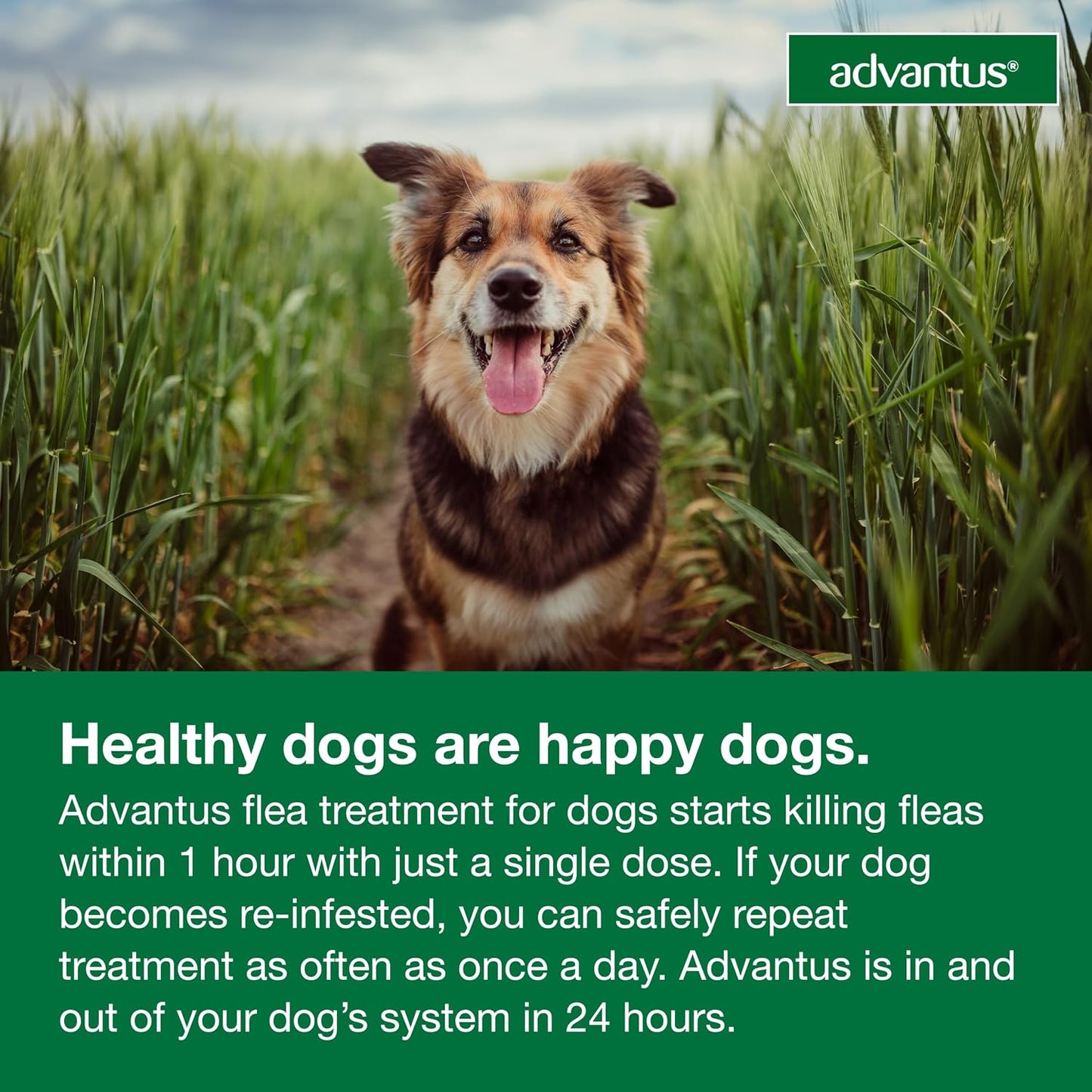 Advantus Dog Fast Acting Oral Flea Treatment Soft Chewable 4 - 22 lbs. | 7 ct.