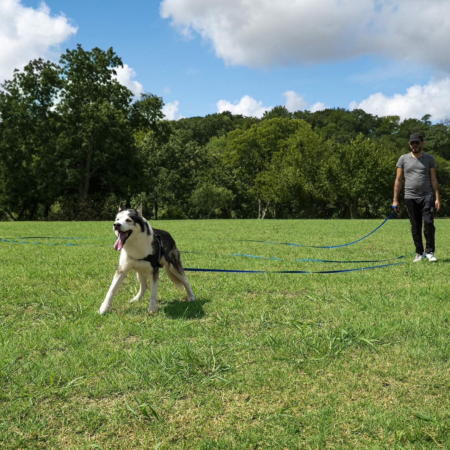 Hi Kiss Dog/Puppy Obedience Recall Training Agility Lead - 15ft 20ft 30ft 50ft 100ft Training Leash - Great for Play, Camping, or Backyard - Black 20ft